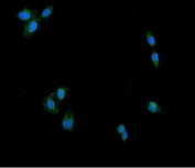 Immunofluorescent staining of FFPE human U-2 OS cells with DNM1L antibody (green) and DAPI nuclear stain (blue). HIER: steam section in pH6 citrate buffer for 20 min.