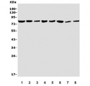 Western blot testing of human 1) Caco-2, 2) K562, 3) A549 and rat 4) heart, 5) kidney, 6) liver, 7) brain and 8) mouse HEPA1-6 lysate with DNM1L antibody. Predicted molecular weight: 60-84 kDa (multiple isoforms).