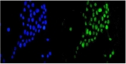 Immunofluorescent staining of FFPE human A431 cells with DR1 antibody (green) and DAPI nuclear stain (blue). HIER: steam section in pH6 citrate buffer for 20 min.