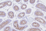 IHC staining of FFPE rat testis with DR1 antibody. HIER: boil tissue sections in pH8 EDTA for 20 min and allow to cool before testing.