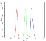 Flow cytometry testing of human HL-60 cells with ETS Variant 5 antibody at 1ug/million cells (blocked with goat sera); Red=cells alone, Green=isotype control, Blue= ETS Variant 5 antibody.