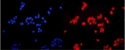 Immunofluorescent staining of FFPE human MCF7 cells with ETS Variant 5 antibody (red) and DAPI nuclear stain (blue). HIER: steam section in pH6 citrate buffer for 20 min.
