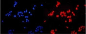 Immunofluorescent staining of FFPE human MCF7 cells with ETS Variant 5 antibody (red) and DAPI nuclear stain (blue). HIER: steam section in pH6 citrate buffer for 20 min.