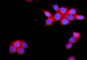 Immunofluorescent staining of FFPE human MCF7 cells with F11R antibody (red) and DAPI nuclear stain (blue). HIER: steam section in pH6 citrate buffer for 20 min.