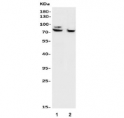 Western blot testing of 1) human MCF7 and 2) monkey COS-7 lysate with FOXP1 antibody. Predicted molecular weight: ~75 kDa.