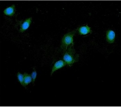 Immunofluorescent staining of FFPE human U-2 OS cells with B-ARK1 antibody (green) and DAPI nuclear stain (blue). HIER: steam section in pH6 citrate buffer for 20 min.