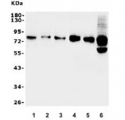 Western blot testing of 1) human ThP-1, 2) monkey COS-7, 3) human Raji, 4) rat lung, 5) mouse NIH 3T3 and 6) mouse RAW264.7 lysate with B-ARK1 antibody. Predicted molecular weight ~79 kDa.