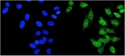 Immunofluorescent staining of FFPE human U-2 OS cells with HDAC5 antibody (green) and DAPI nuclear stain (blue). HIER: steam section in pH6 citrate buffer for 20 min.