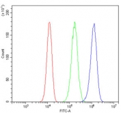 Flow cytometry testing of human 293T cells with HOXD11 antibody at 1ug/million cells (blocked with goat sera); Red=cells alone, Green=isotype control, Blue= HOXD11 antibody.