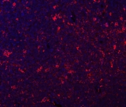 Immunofluorescent staining of FFPE rat thymus tissue with Gilt antibody (red) and DAPI nuclear stain (blue). HIER: steam section in pH6 citrate buffer for 20 min.