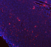 Immunofluorescent staining of FFPE mouse lymph tissue with Gilt antibody (red) and DAPI nuclear stain (blue). HIER: steam section in pH6 citrate buffer for 20 min.