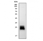 Western blot testing of mouse RAW264.7 lysate with Gilt antibody. Expected molecular weight: 33-35 kDa (pro form), 25-30 kDa (mature form), 50-60 kDa (homodimer).