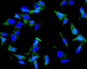 Immunofluorescent staining of FFPE human U-2 OS cells with Inhibin alpha antibody (green) and DAPI nuclear stain (blue). HIER: steam section in pH6 citrate buffer for 20 min.