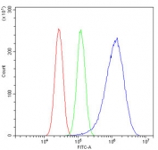 Flow cytometry testing of human U-87 MG cells with KPNA1 antibody at 1ug/million cells (blocked with goat sera); Red=cells alone, Green=isotype control, Blue= KPNA1 antibody.