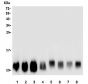 Western blot testing of human 1) SW620, 2) HEK293, 3) K562, 4) Caco-2, 5) monkey COS-7, 6) Raji, 7) A431 and 8) U-2 OS lysate with LSM2 antibody. Predicted molecular weight: ~10 kDa.