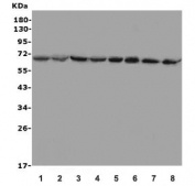 Western blot testing of human 1) Jurkat, 2) HeLa, 3) HEK293, 4) HepG2, 5) U-2 OS, 6) rat thymus, 7) mouse thymus and 8) mouse SP2/0 lysate with MBD1 antibody. Predicted molecular weight ~67 kDa.