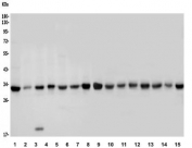 Western blot testing of human 1) HeLa, 2) A549, 3) PANC-1, 4) monkey COS-7, 5) HL-60, 6) HepG2, 7) Jurkat and rat 8) brain, 9) kidney, 10) heart, 11) PC-12 and mouse 12) brain, 13) kidney, 14) heart and 15) NIH 3T3 lysate with MCU antibody. Predicted molecular weight ~34 kDa.