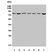 Western blot testing of human 1) HeLa, 2) HepG2, 3) HL-60, 4) K562, 5) rat liver, 6) rat kidney, 7) mouse Neuro-2a lysate with Pinin antibody. Predicted molecular weight ~82 kDa.