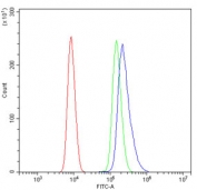 Flow cytometry testing of human HL-60 cells with Pinin antibody at 1ug/million cells (blocked with goat sera); Red=cells alone, Green=isotype control, Blue= Pinin antibody.