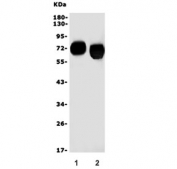 Western blot testing of 1) rat kidney and 2) mouse kidney lysate with SLC1A1 antibody. Expected molecular weight: 57-70 kDa.
