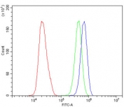 Flow cytometry testing of human HeLa cells with SOX11 antibody at 1ug/million cells (blocked with goat sera); Red=cells alone, Green=isotype control, Blue= SOX11 antibody.