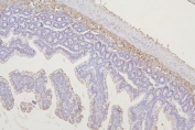 IHC staining of FFPE rat intestine with Fam70b antibody. HIER: boil tissue sections in pH8 EDTA for 20 min and allow to cool before testing.