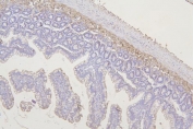 IHC staining of FFPE rat intestine with Fam70b antibody. HIER: boil tissue sections in pH8 EDTA for 20 min and allow to cool before testing.