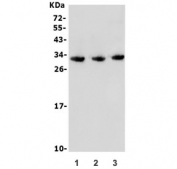 Western blot testing of 1) mouse RAW264.7, 2) rat plasma and 3) mouse plasma lysate with Tnfrsf17 antibody. Expected molecular weight: 20-27 kDa depending on glycosylation level.