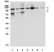 Western blot testing of human 1) K562, 2) Raji, 3) SW620, 4) rat brain, 5) rat C6, 6) mouse brain and 7) mouse RAW264.7 lysate with DR6 antibody. Expected molecular weight: 72-120 kDa depending on glycosylation level.