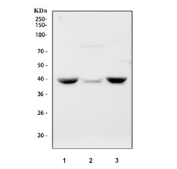 Western blot testing of 1) rat skeletal muscle, 2) rat heart and 3) mouse skeletal muscle tissue lysate with TRIM63 antibody. Predicted molecular weight ~40 kDa.