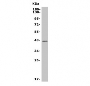 Western blot testing of monkey heart lysate with TRIM63 antibody. Predicted molecular weight ~40 kDa.
