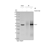 Immunoprecipitation of TSG101 protein from 500ug of human HepG2 whole cell lysate with 2ug of TSG101 antibody.