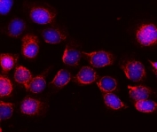 Immunofluorescent staining of FFPE human A431 cells with KIBRA antibody (red) and DAPI nuclear stain (blue). HIER: steam section in pH6 citrate buffer for 20 min.