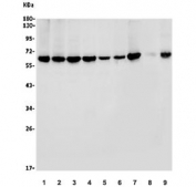Western blot testing of human 1) K562, 2) Raji, 3) HL-60, 4) HeLa, 5) A549, 6) HepG2, 7) ThP-1, 8) rat liver and 9) mouse testis lysate with YTHDF2 antibody. Predicted molecular weight ~62 kDa.