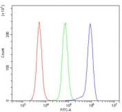 Flow cytometry testing of mouse RAW264.7 cells with YTHDF2 antibody at 1ug/million cells (blocked with goat sera); Red=cells alone, Green=isotype control, Blue= YTHDF2 antibody.