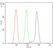 Flow cytometry testing of rat RH-35 cells with YTHDF2 antibody at 1ug/million cells (blocked with goat sera); Red=cells alone, Green=isotype control, Blue= YTHDF2 antibody.