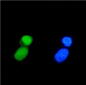 Immunofluorescent staining of FFPE human HeLa cells with TRIM33 antibody (green) and DAPI nuclear stain (blue). HIER: steam section in pH6 citrate buffer for 20 min.