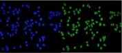 Immunofluorescent staining of FFPE human HeLa cells with MCM2 antibody (green) and DAPI nuclear stain (blue). HIER: steam section in pH6 citrate buffer for 20 min.
