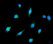 Immunofluorescent staining of FFPE human HeLa cells with GAD2 antibody (green) and DAPI nuclear stain (blue). HIER: steam section in pH6 citrate buffer for 20 min.