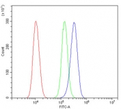 Flow cytometry testing of human 293T cells with GAD2 antibody at 1ug/million cells (blocked with goat sera); Red=cells alone, Green=isotype control, Blue= GAD2 antibody.