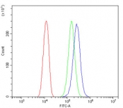 Flow cytometry testing of human U-2 OS cells with GAD2 antibody at 1ug/million cells (blocked with goat sera); Red=cells alone, Green=isotype control, Blue= GAD2 antibody.