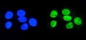 Immunofluorescent staining of FFPE human A431 cells with HNRNPD antibody (green) and DAPI nuclear stain (blue). HIER: steam section in pH6 citrate buffer for 20 min.