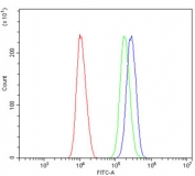 Flow cytometry testing of human SiHa cells with HNRNPD antibody at 1ug/million cells (blocked with goat sera); Red=cells alone, Green=isotype control, Blue= HNRNPD antibody.