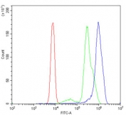 Flow cytometry testing of human U937 cells with hnRNP D antibody at 1ug/million cells (blocked with goat sera); Red=cells alone, Green=isotype control, Blue= hnRNP D antibody.