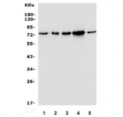 Western blot testing of human 1) U-87 MG, 2) HeLa, 3) K562, 4) HEK293 and 5) PC-3 lysate with MECP2 antibody. Expected molecular weight: ~55 kDa (unmodified) and ~75 kDa (modified).