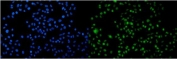Immunofluorescent staining of FFPE human A549 cells with ACTR2 antibody (green) and DAPI nuclear stain (blue). HIER: steam section in pH6 citrate buffer for 20 min.