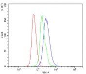 Flow cytometry testing of mouse spleen cells with As3mt antibody at 1ug/million cells (blocked with goat sera); Red=cells alone, Green=isotype control, Blue= As3mt antibody.