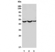 Western blot testing of human 1) A549, 2) SW620 and 3) U-2 OS lysate with CALCOCO2 antibody. Predicted molecular weight ~52 kDa.