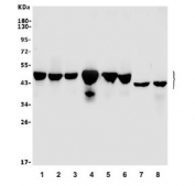 Western blot testing of human 1) HeLa, 2) A549, 3) U-2 OS, 4) COLO-320, 5) Raji, 6) SW620, 7) rat PC-3 and 8) mouse SP2/0 lysate with CBX8 antibody. Predicted molecular weight ~43 kDa.