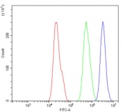 Flow cytometry testing of human A549 cells with CBX8 antibody at 1ug/million cells (blocked with goat sera); Red=cells alone, Green=isotype control, Blue= CBX8 antibody.